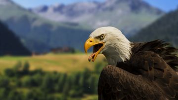 Sea Eagle Wallpaper 4K HD Download For Desktop and Mobile - Android / iPhone HD Wallpaper Background Download
